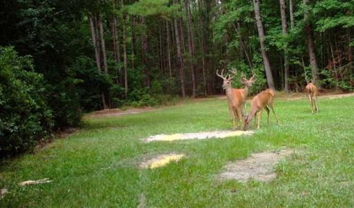 Photo of SOLD!!  445 Acres of Hunting Land with Home For Sale in Bamberg County SC!