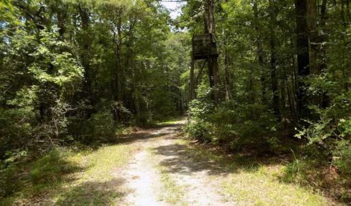 Photo of SOLD!!  445 Acres of Hunting Land with Home For Sale in Bamberg County SC!