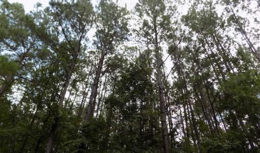 Photo of SOLD!!  445 Acres of Hunting Land with Home For Sale in Bamberg County SC!