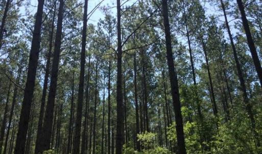 Photo of SOLD!!  445 Acres of Hunting Land with Home For Sale in Bamberg County SC!