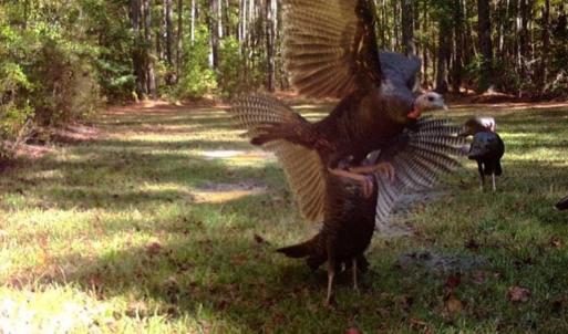 Photo of SOLD!!  445 Acres of Hunting Land with Home For Sale in Bamberg County SC!