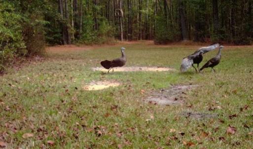 Photo of SOLD!!  445 Acres of Hunting Land with Home For Sale in Bamberg County SC!