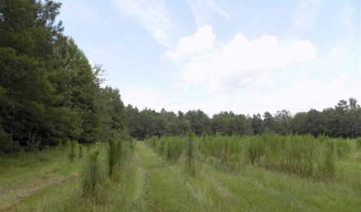 Photo of SOLD!!  445 Acres of Hunting Land with Home For Sale in Bamberg County SC!