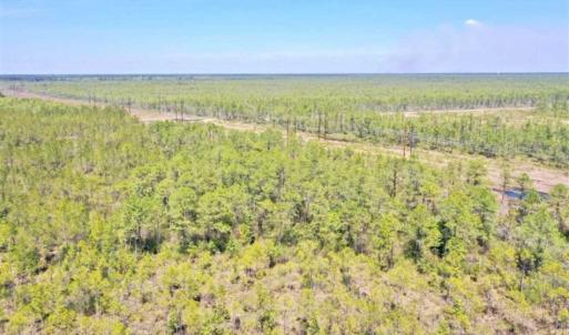 Photo of SOLD!!  88.76 Acres of Hunting and Timber Land for Sale in Brunswick County NC!