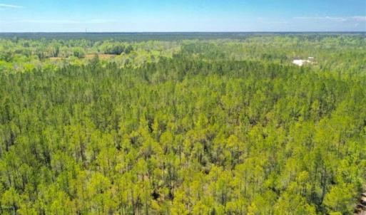 Photo of SOLD!!  88.76 Acres of Hunting and Timber Land for Sale in Brunswick County NC!