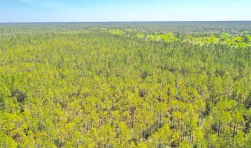 Photo of SOLD!!  88.76 Acres of Hunting and Timber Land for Sale in Brunswick County NC!