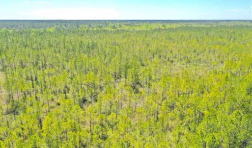 Photo of SOLD!!  88.76 Acres of Hunting and Timber Land for Sale in Brunswick County NC!