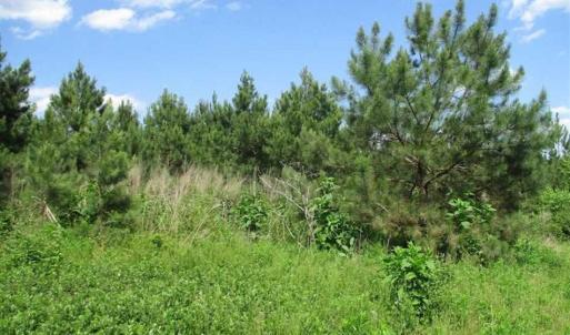 Photo of 102 Acres of Timber and Hunting Land in King and Queen Co. VA!