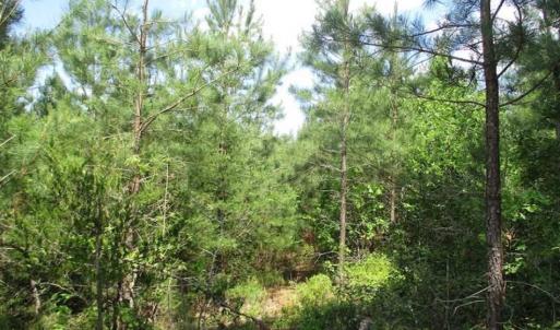 Photo of 102 Acres of Timber and Hunting Land in King and Queen Co. VA!