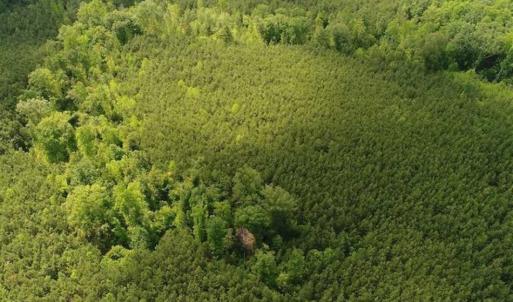 Photo of 102 Acres of Timber and Hunting Land in King and Queen Co. VA!