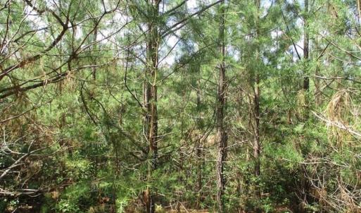 Photo of 102 Acres of Timber and Hunting Land in King and Queen Co. VA!