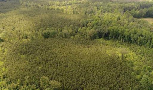Photo of 102 Acres of Timber and Hunting Land in King and Queen Co. VA!
