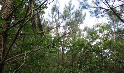 Photo of 102 Acres of Timber and Hunting Land in King and Queen Co. VA!