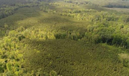 Photo of 102 Acres of Timber and Hunting Land in King and Queen Co. VA!