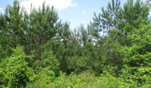 Photo of 102 Acres of Timber and Hunting Land in King and Queen Co. VA!