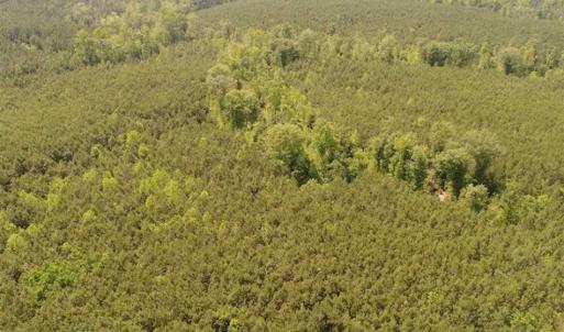 Photo of 102 Acres of Timber and Hunting Land in King and Queen Co. VA!