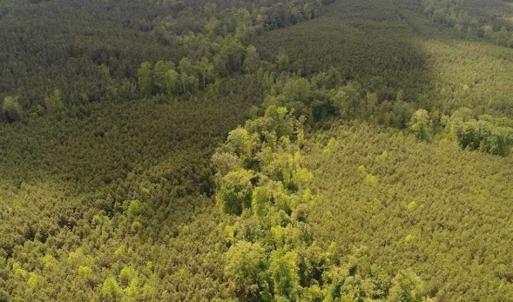 Photo of 102 Acres of Timber and Hunting Land in King and Queen Co. VA!