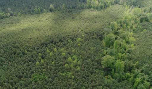 Photo of 102 Acres of Timber and Hunting Land in King and Queen Co. VA!