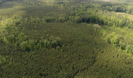 Photo of 102 Acres of Timber and Hunting Land in King and Queen Co. VA!
