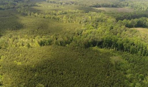 Photo of 102 Acres of Timber and Hunting Land in King and Queen Co. VA!