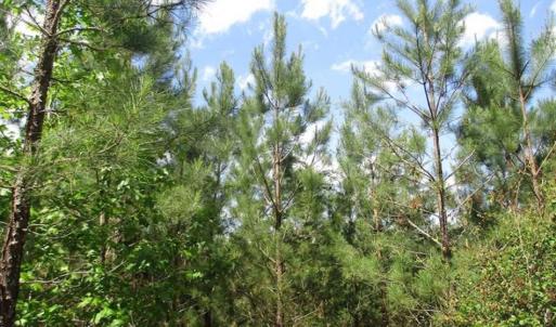 Photo of 102 Acres of Timber and Hunting Land in King and Queen Co. VA!