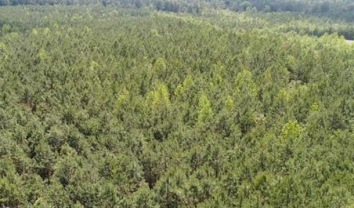 Photo of 102 Acres of Timber and Hunting Land in King and Queen Co. VA!