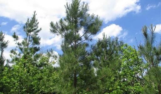 Photo of 102 Acres of Timber and Hunting Land in King and Queen Co. VA!