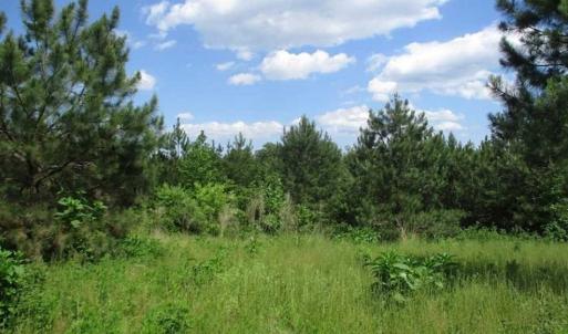 Photo of 102 Acres of Timber and Hunting Land in King and Queen Co. VA!