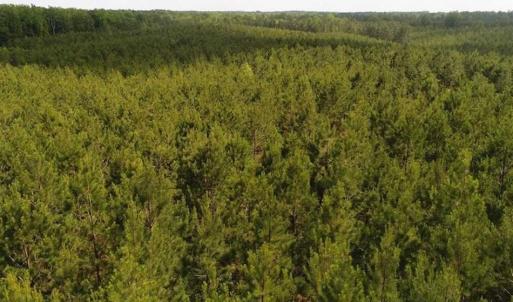 Photo of 102 Acres of Timber and Hunting Land in King and Queen Co. VA!