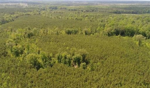 Photo of 102 Acres of Timber and Hunting Land in King and Queen Co. VA!