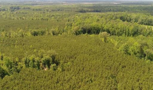 Photo of 102 Acres of Timber and Hunting Land in King and Queen Co. VA!