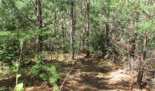 Photo of 102 Acres of Timber and Hunting Land in King and Queen Co. VA!