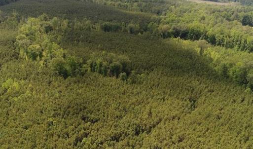 Photo of 102 Acres of Timber and Hunting Land in King and Queen Co. VA!