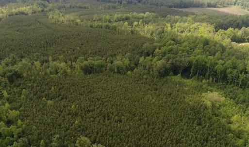 Photo of 102 Acres of Timber and Hunting Land in King and Queen Co. VA!
