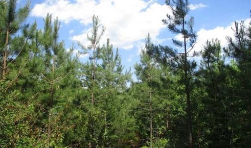 Photo of 102 Acres of Timber and Hunting Land in King and Queen Co. VA!