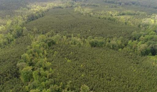 Photo of 102 Acres of Timber and Hunting Land in King and Queen Co. VA!