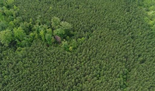 Photo of 102 Acres of Timber and Hunting Land in King and Queen Co. VA!
