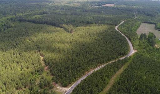 Photo of 98 Acres of Timber and Hunting Land for Sale in King and Queen Co. VA!