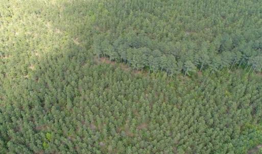 Photo of 98 Acres of Timber and Hunting Land for Sale in King and Queen Co. VA!