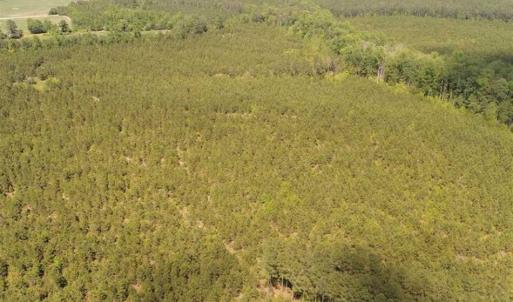 Photo of 98 Acres of Timber and Hunting Land for Sale in King and Queen Co. VA!