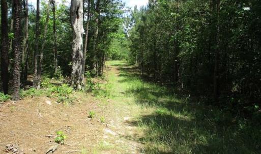 Photo of 98 Acres of Timber and Hunting Land for Sale in King and Queen Co. VA!