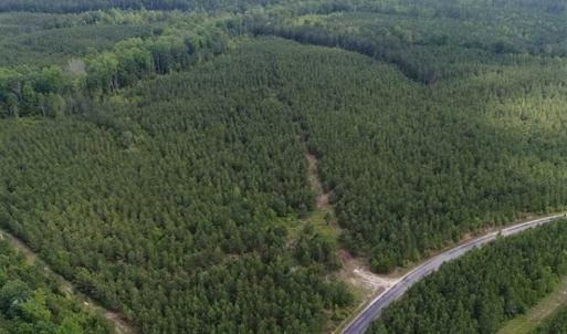 Photo of 98 Acres of Timber and Hunting Land for Sale in King and Queen Co. VA!