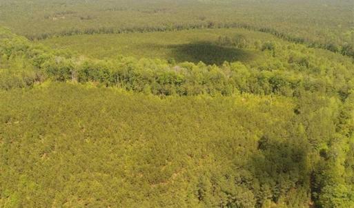 Photo of 98 Acres of Timber and Hunting Land for Sale in King and Queen Co. VA!