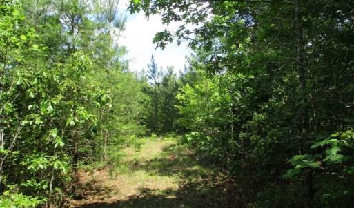 Photo of 98 Acres of Timber and Hunting Land for Sale in King and Queen Co. VA!