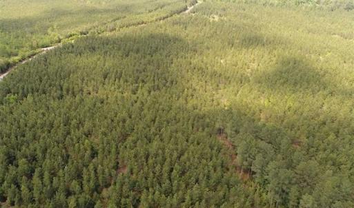 Photo of 98 Acres of Timber and Hunting Land for Sale in King and Queen Co. VA!