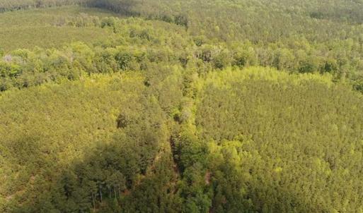 Photo of 98 Acres of Timber and Hunting Land for Sale in King and Queen Co. VA!