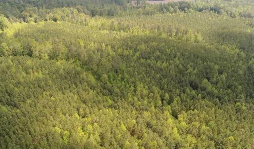 Photo of 98 Acres of Timber and Hunting Land for Sale in King and Queen Co. VA!