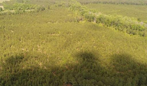 Photo of 98 Acres of Timber and Hunting Land for Sale in King and Queen Co. VA!