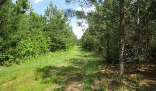 Photo of 98 Acres of Timber and Hunting Land for Sale in King and Queen Co. VA!