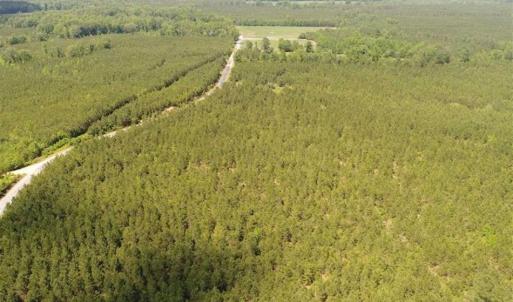 Photo of 98 Acres of Timber and Hunting Land for Sale in King and Queen Co. VA!